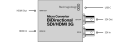 micro-converter-bidirectional-sdi-hdmi-3g.png